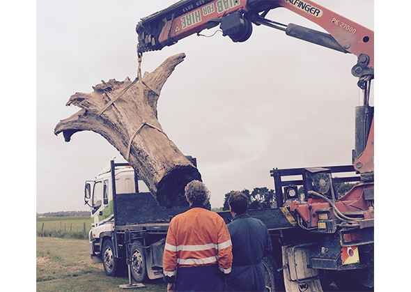 Delivery of the stump from the Waihao River.