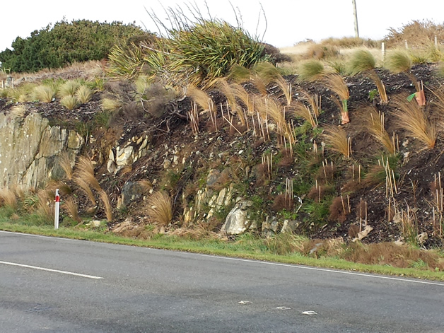 Native plantings at the entrance to Bluff.
