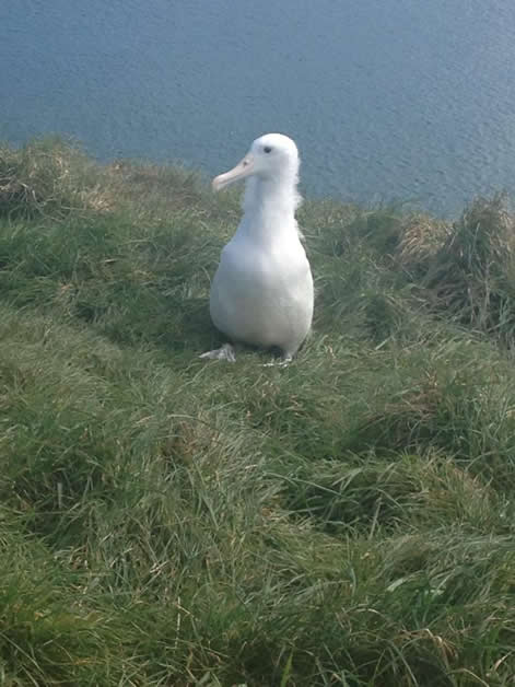 Northern royal albatross chick.