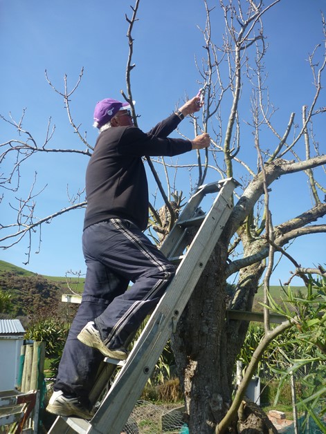 Peter Asher, rūnanga member and groundsman prunes one of the trees.