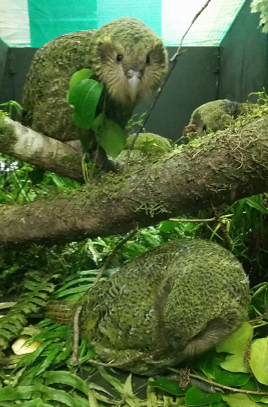 Two of the kākāpō chicks that are part of the breeding programme.